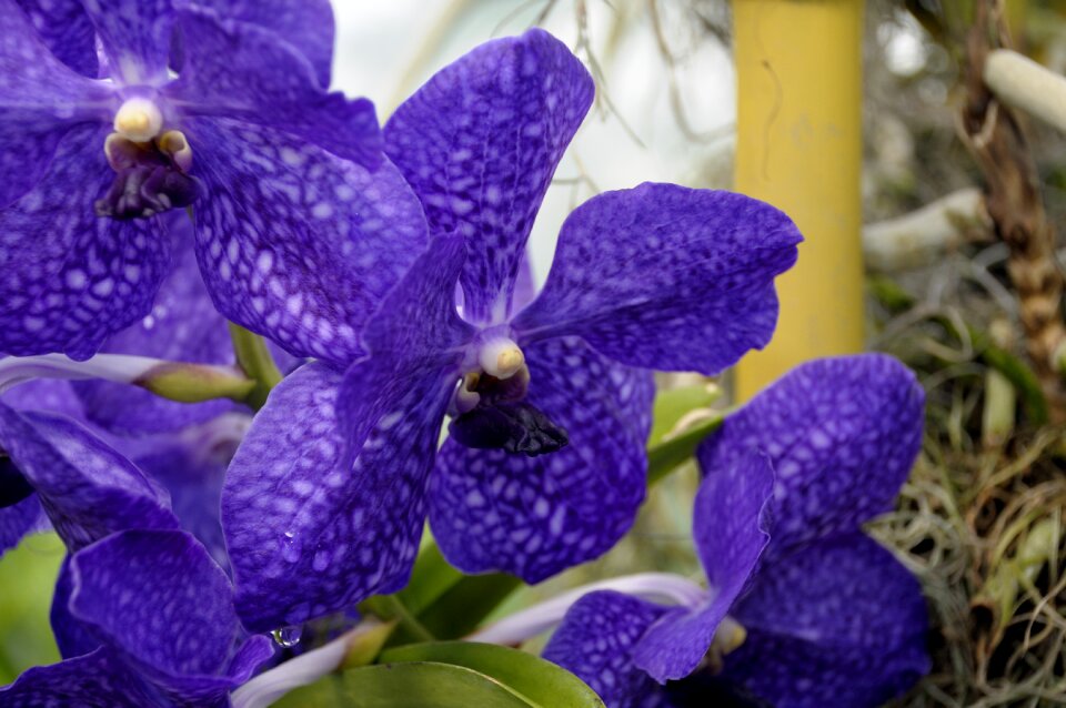 Botanical nature botany