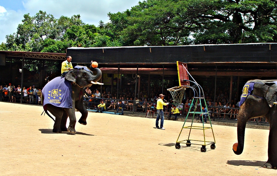Show animal zoology