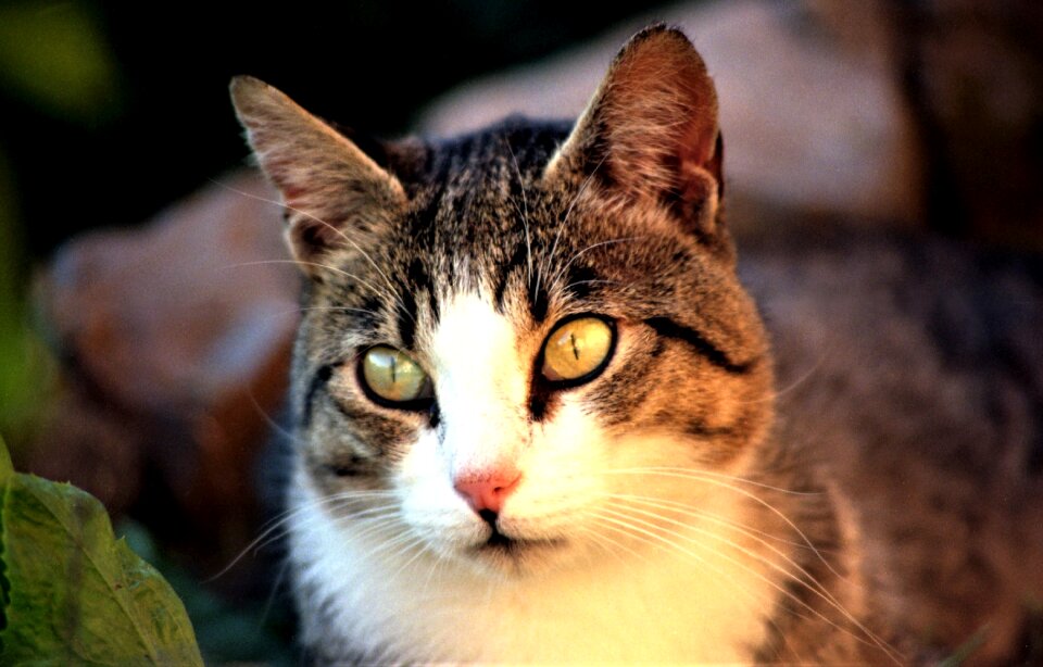 Wildcat cat european domestic cat