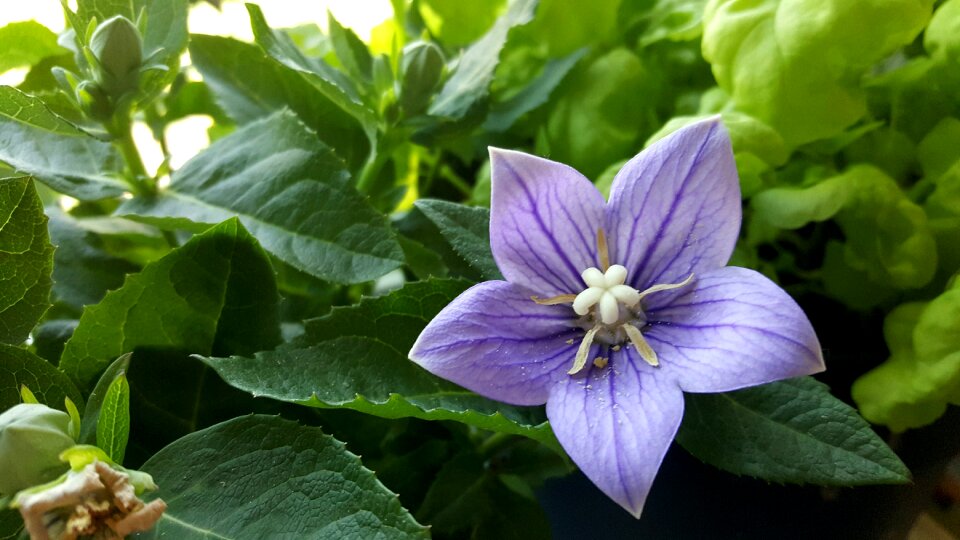 Purple nature window sill photo