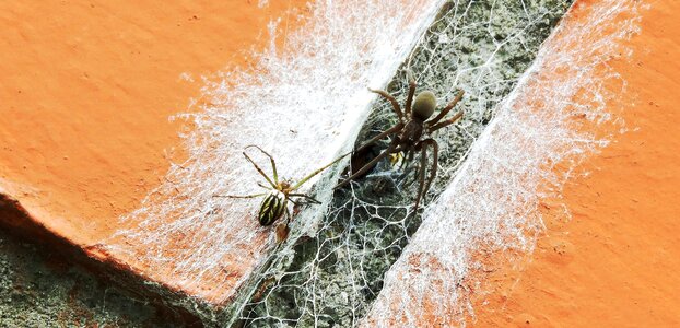 Insects arachnid spiders spiders photo