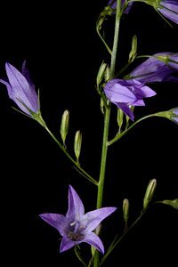 Blue purple wild flower plant