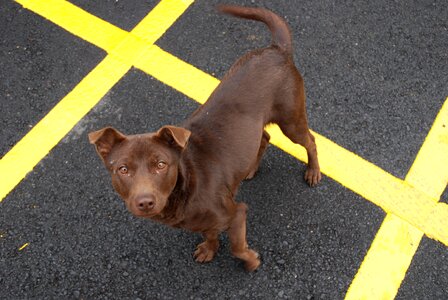 Dogs stray brown canine