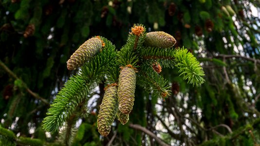 Needles tree close up photo