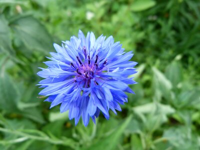 Summer flower summer plant