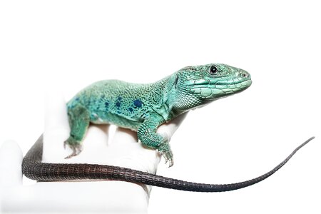 Reptile male green photo