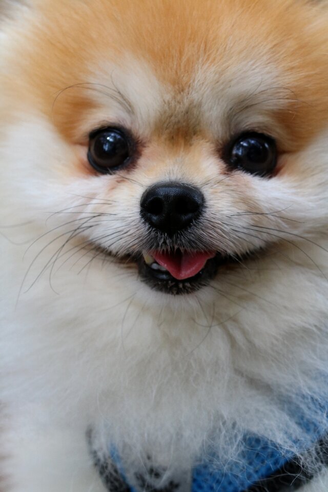 Walk cute pet dogs