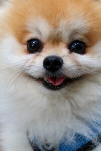 Walk cute pet dogs