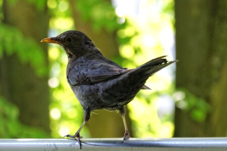 Blackbird balcony Free photos