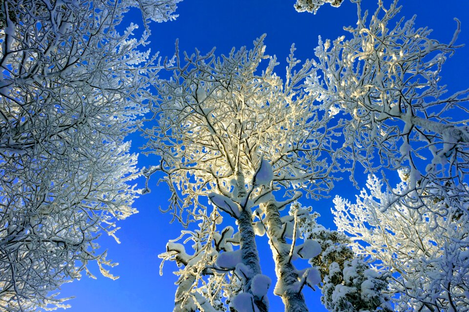 Frost bright forest