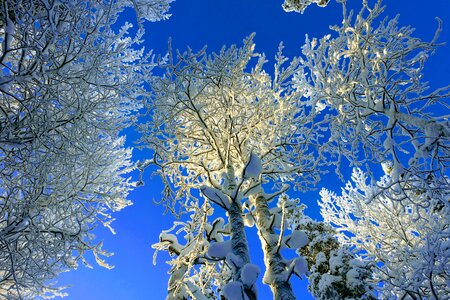 Frost bright forest photo