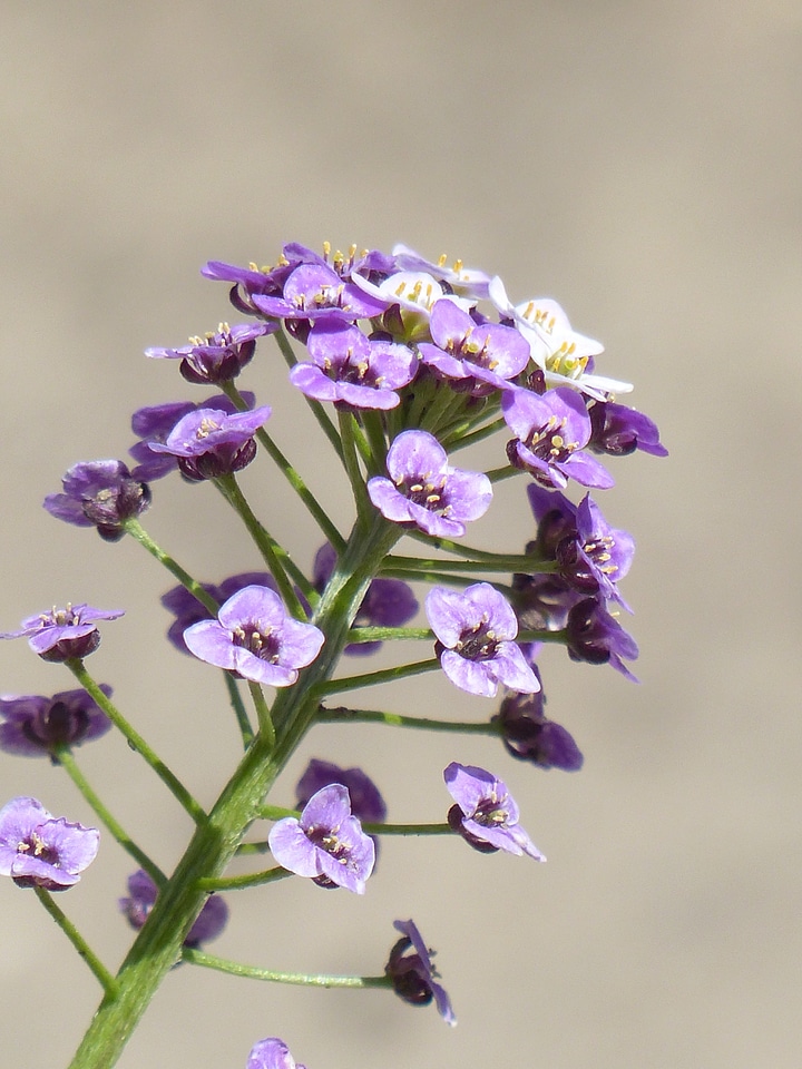 Flowers flower plant