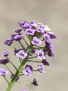 Flowers flower plant