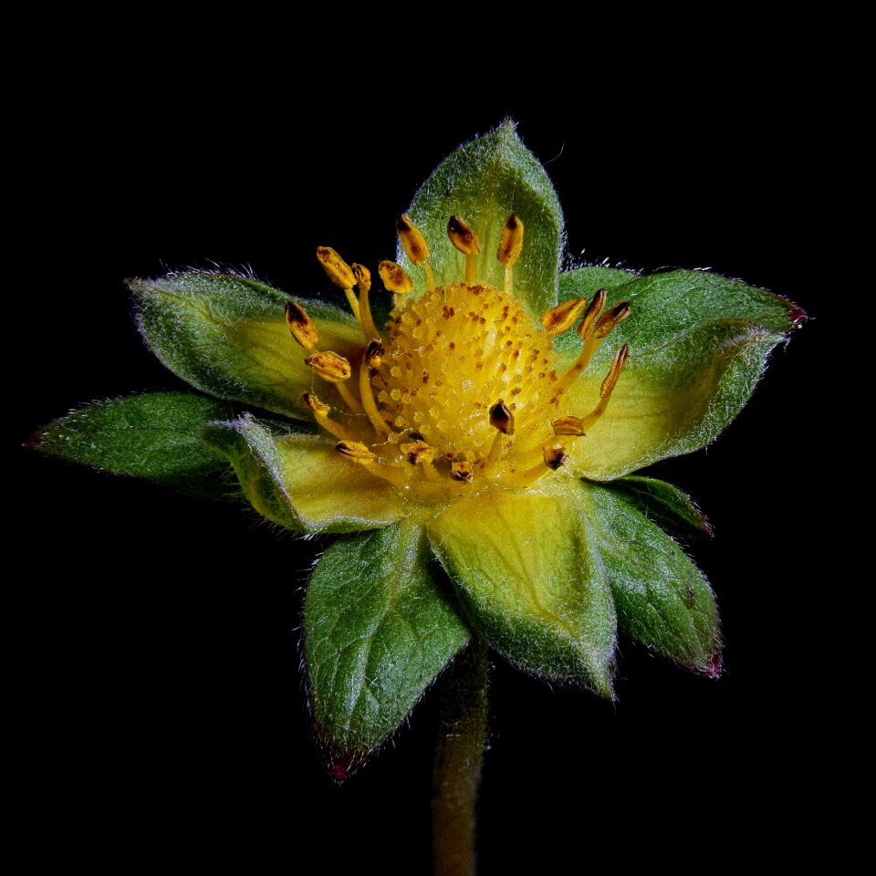 Plant flower wild flower