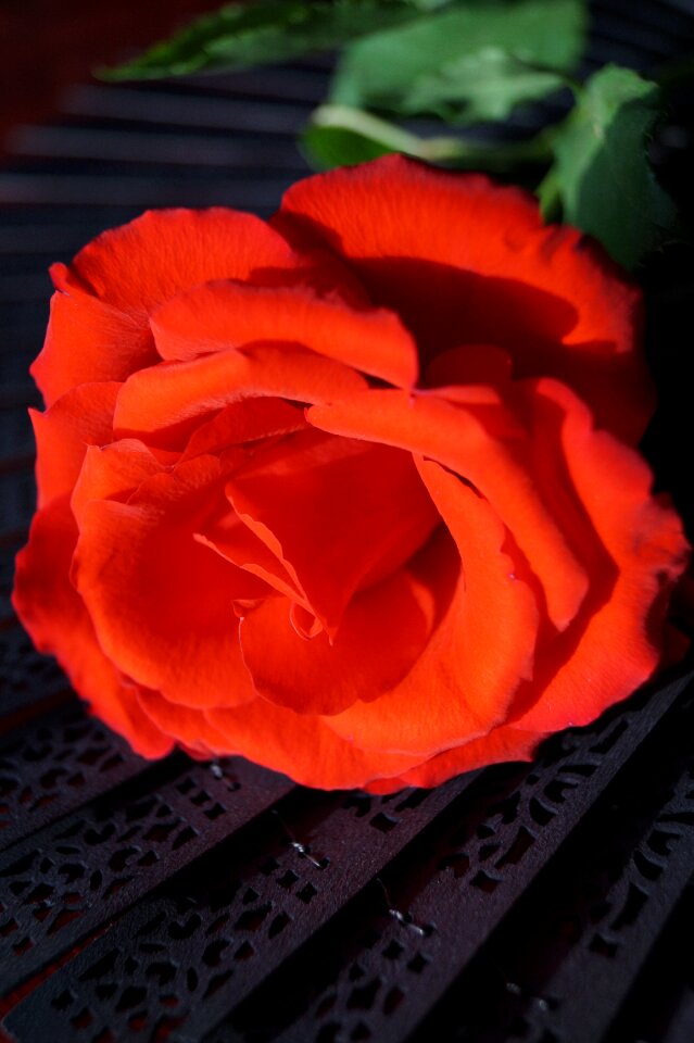 Subjects blossom bloom