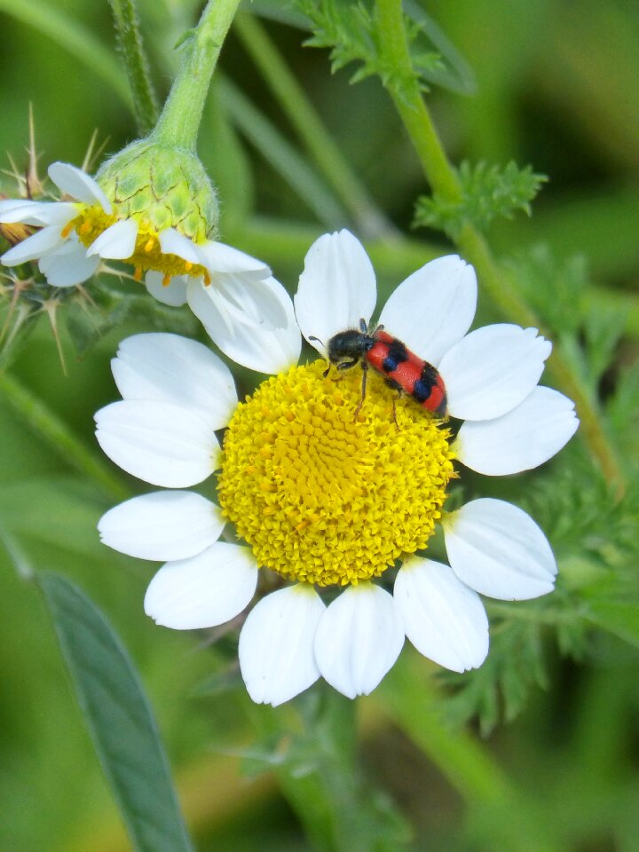 Grated insect weevil
