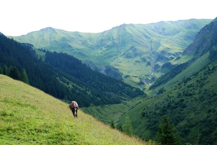 Meadow horse all