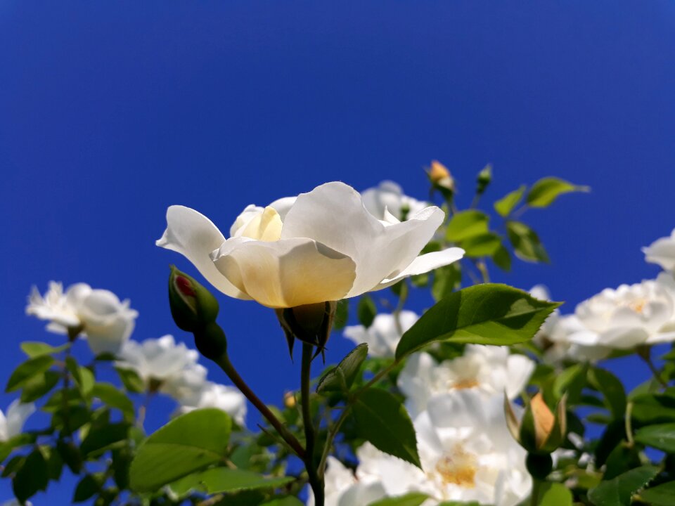 Sky flower bud