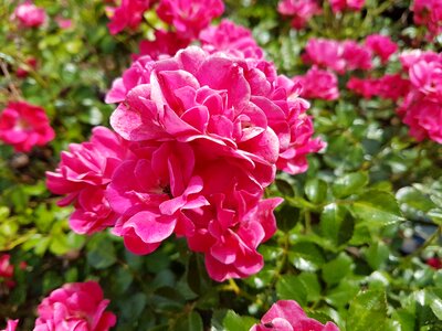 Summer plant rose blooms