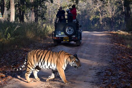 Tiger safari india photo