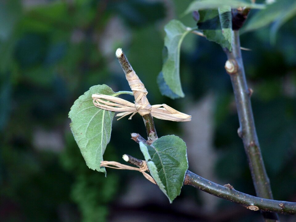 Outbreak manzano fruit tree
