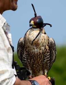 Bird nature predator