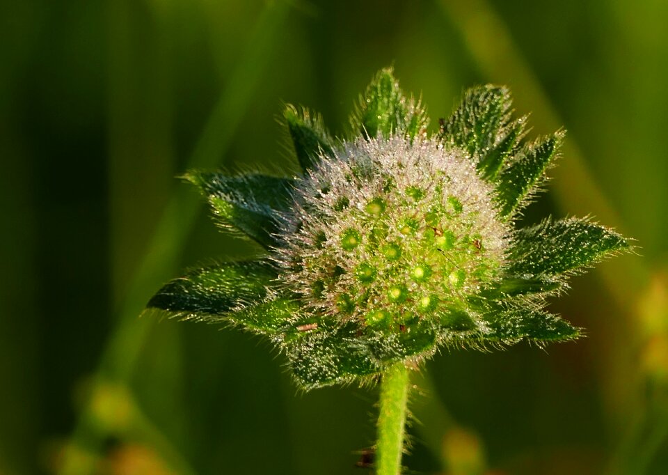 Meadow prickly flower