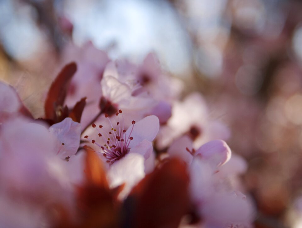 Plum spring living nature