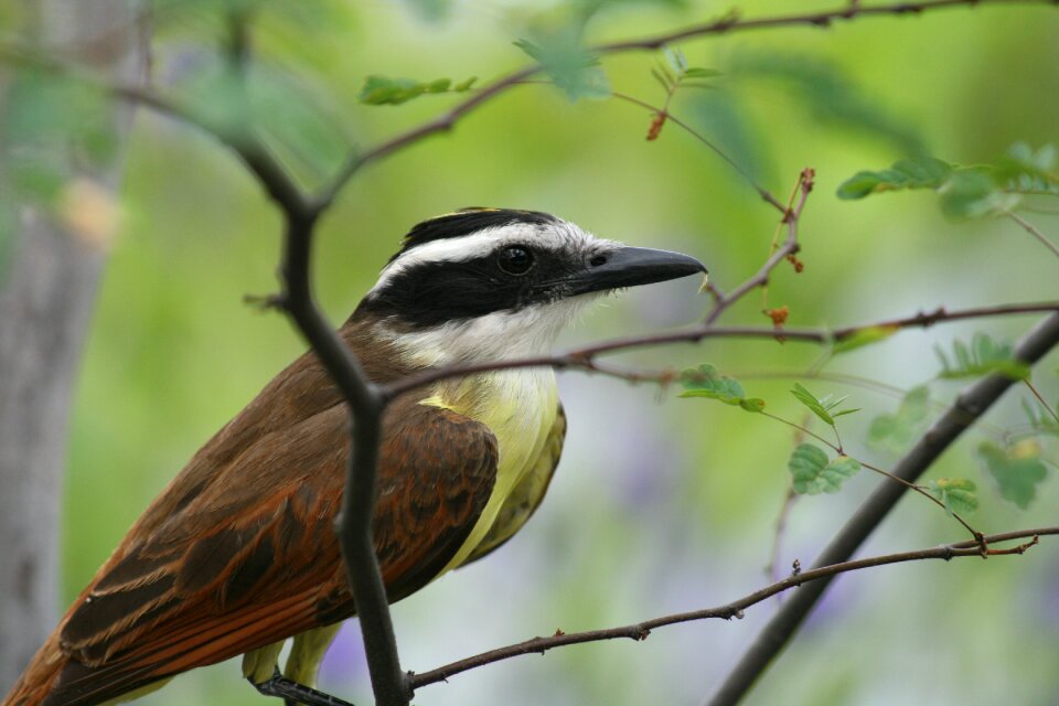 Elegance good looking captivity