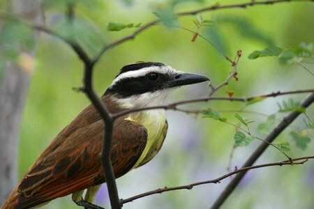 Elegance good looking captivity photo