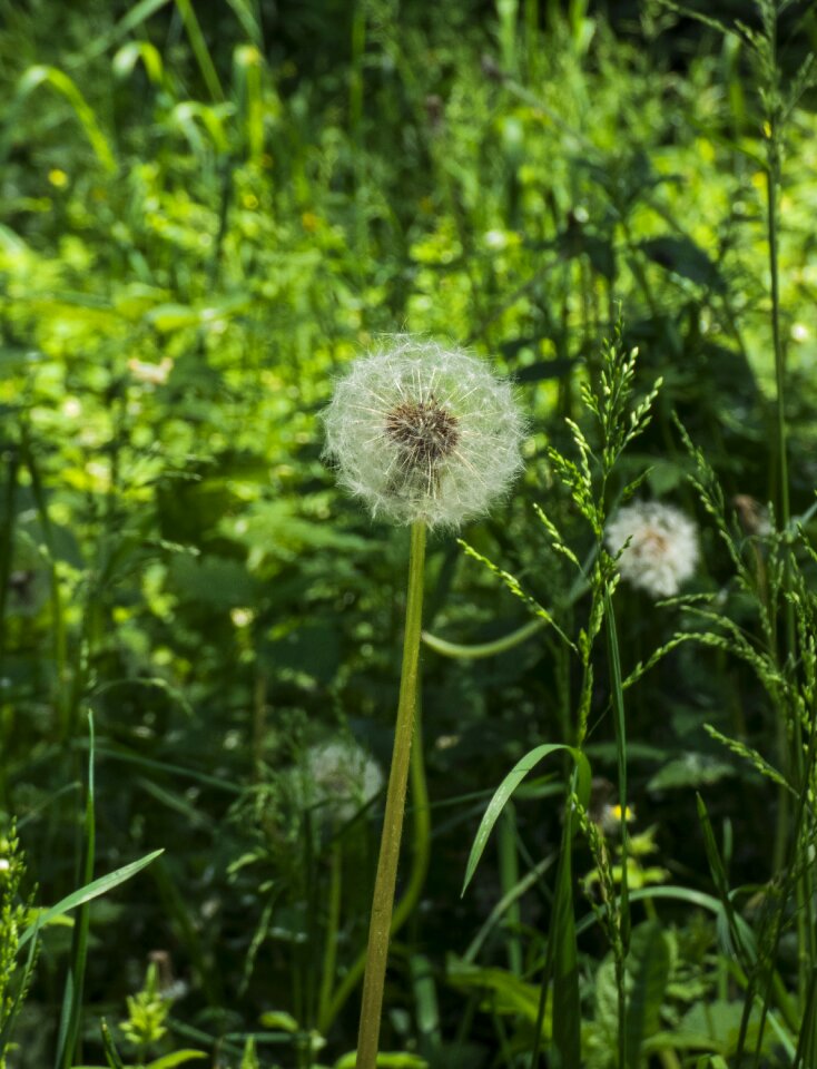 Dandelion kulbaba Free photos
