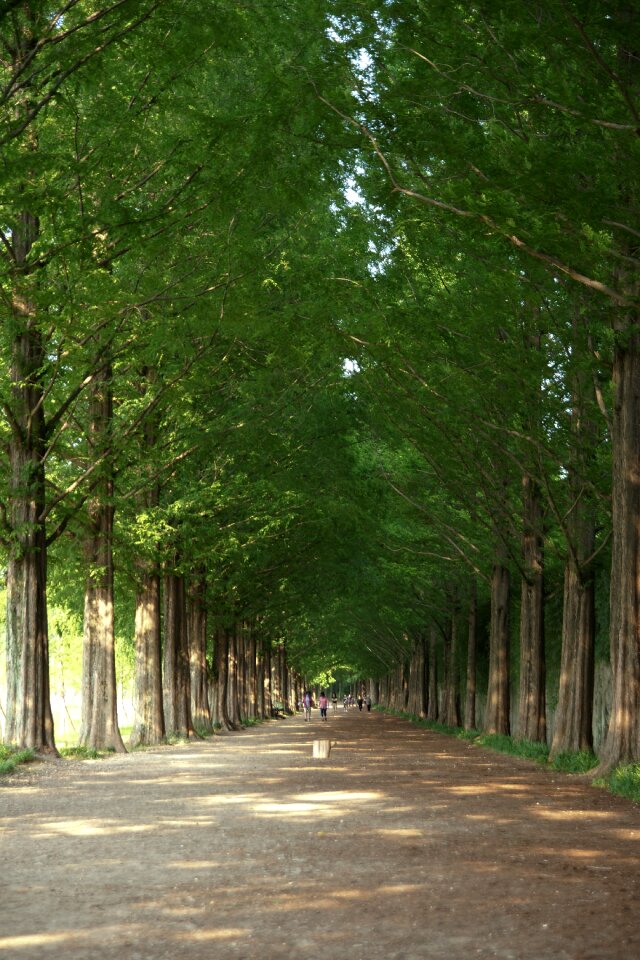 Meta information inquiries your way forest korea