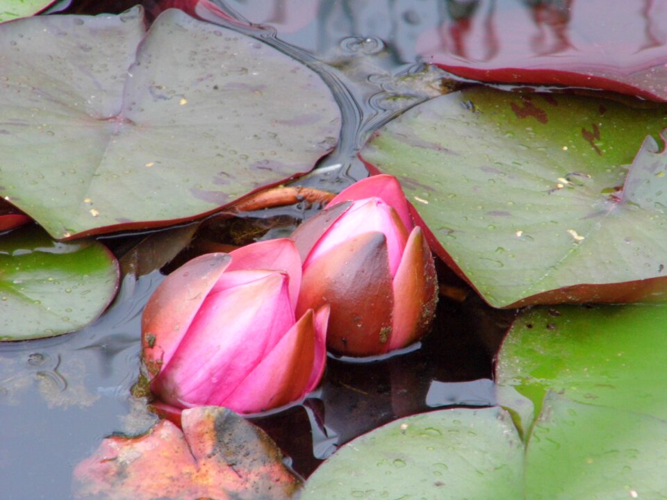 Water nature aquatic plant