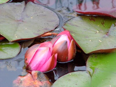 Water nature aquatic plant