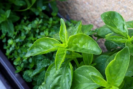 Herb plant flower photo