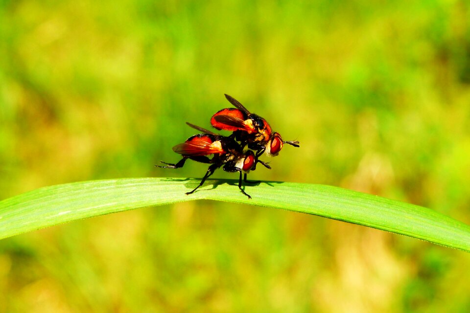 Muchówki nature fly gymnosoma