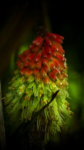 Yellow red nature
