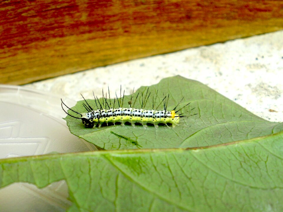 Thorns leaf insect