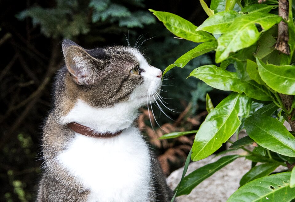 Cat domestic cat animal