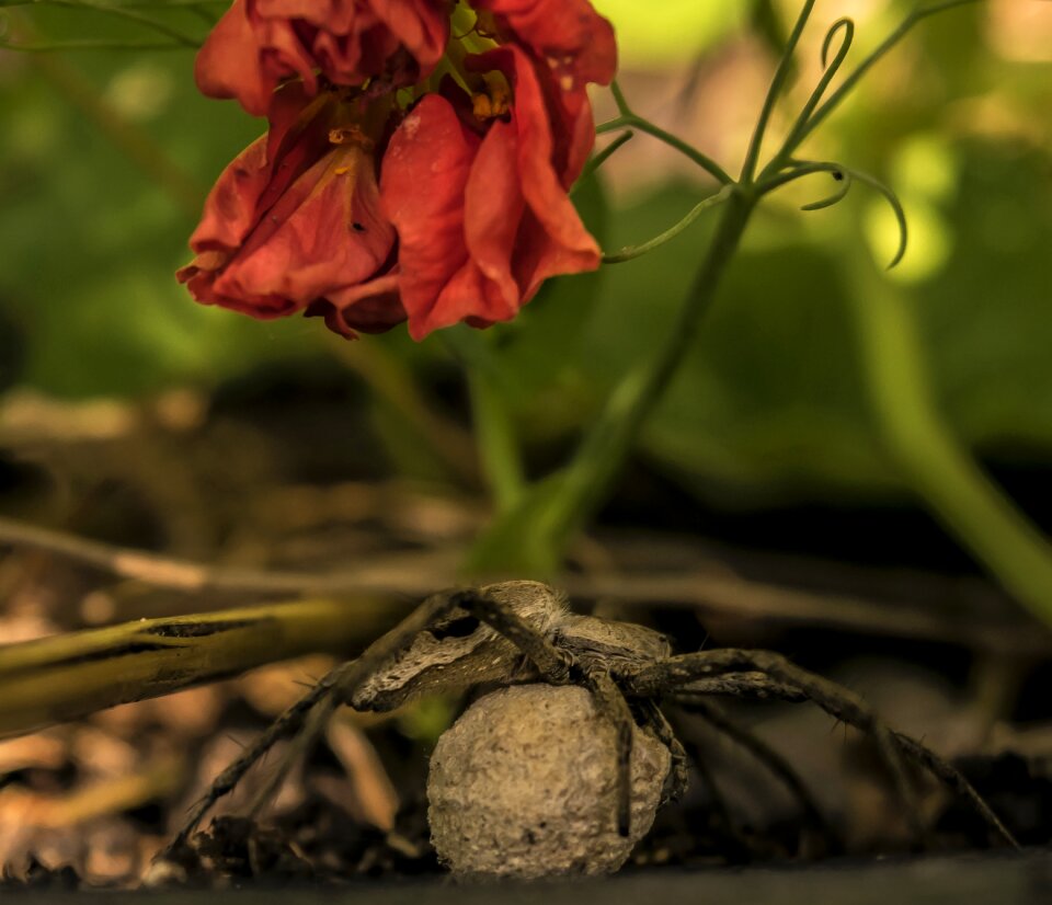 Egg garden spider mother