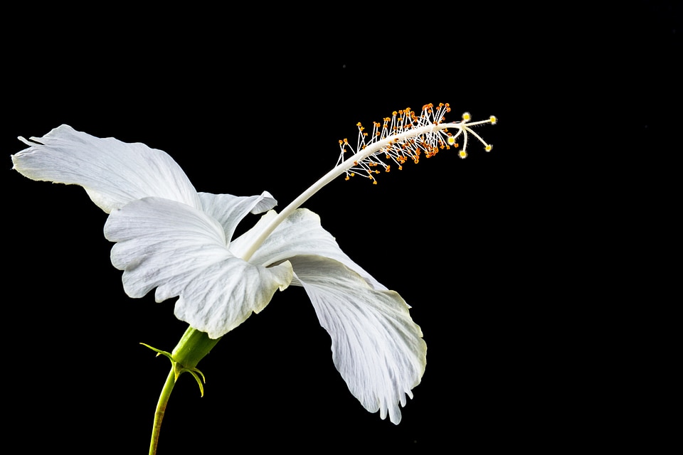 Flower white marshmallow