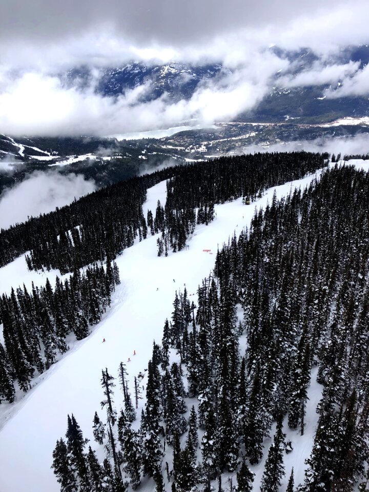 Whistler black comb tree