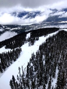 Whistler black comb tree