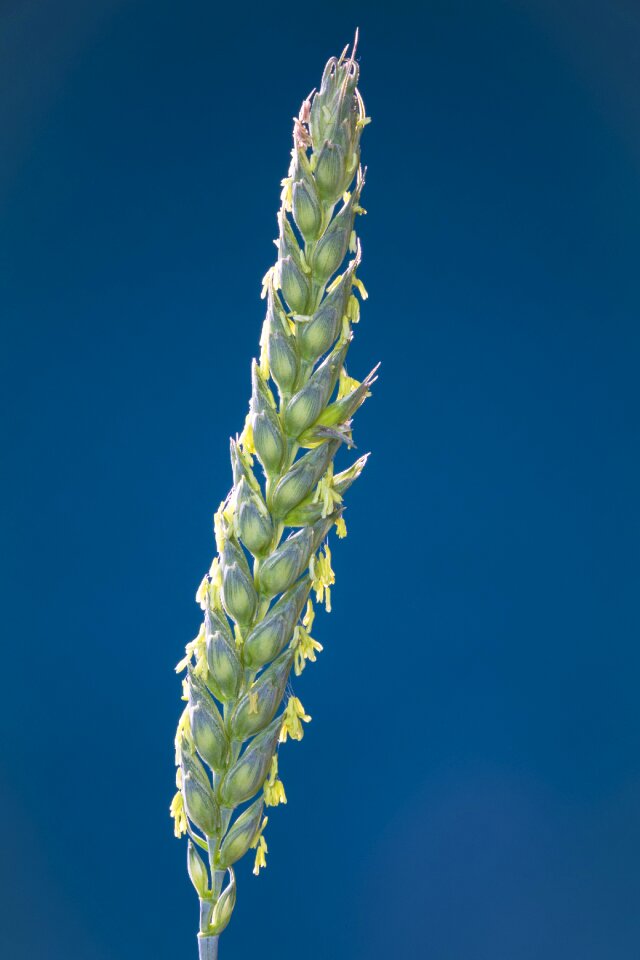 Bloom ear wheat grains