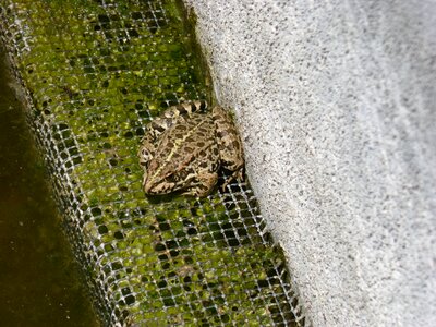 Frog raft batrachian