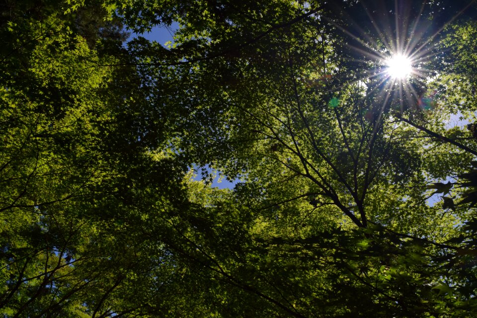 Fresh green sunbeams Free photos