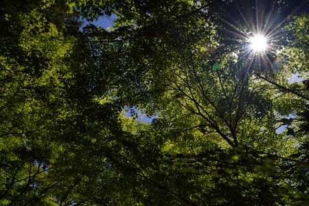 Fresh green sunbeams Free photos