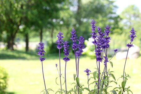 Sage flower Free photos