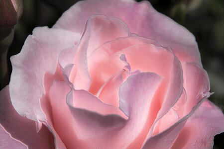 Nature pink rose