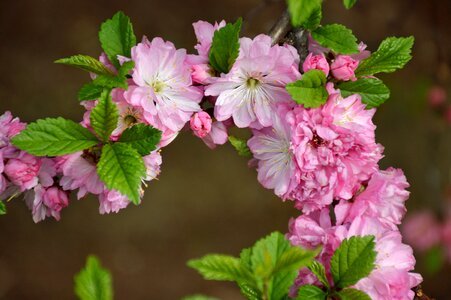 Bloom sakura branch photo
